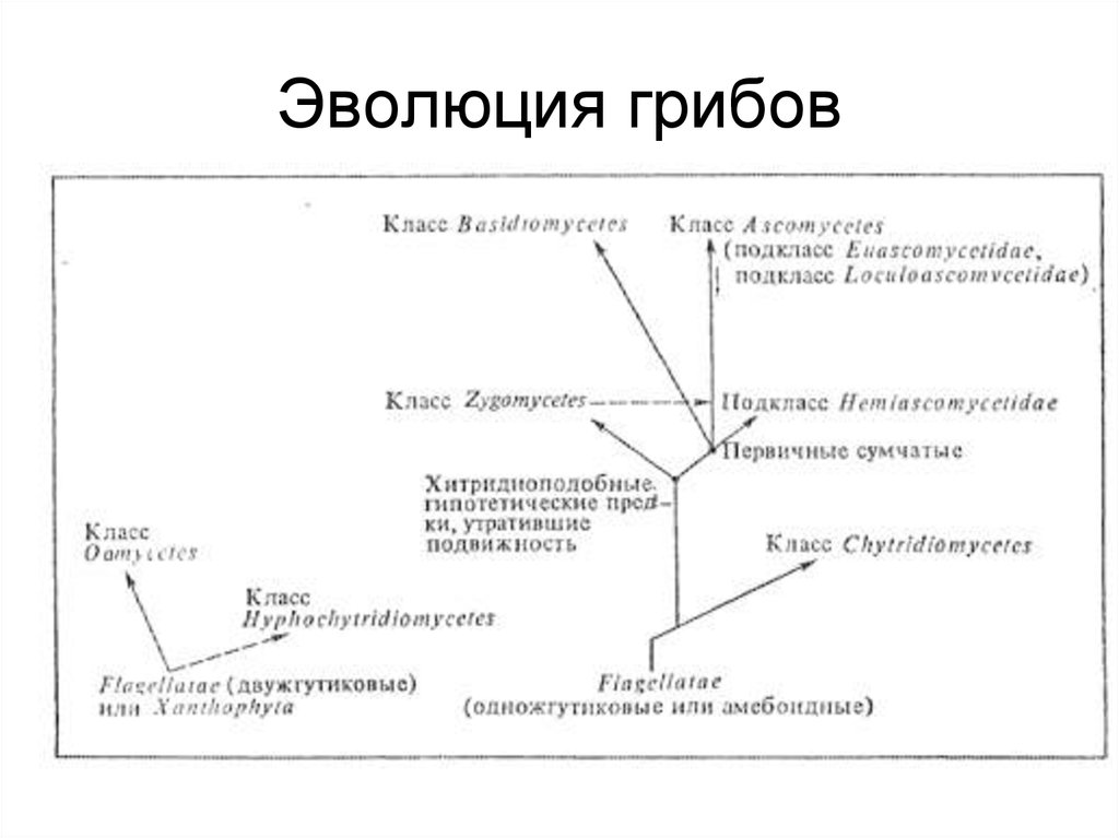 Эволюция грибов схема