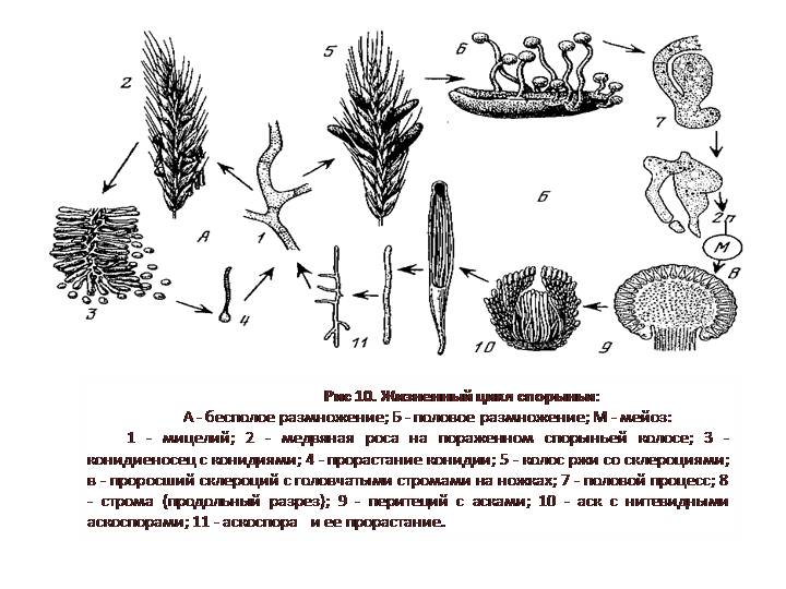 Жизненный цикл спорыньи схема