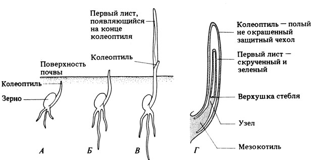 Условия для прорастания озимой пшеницы схема окружающий мир 2 класс