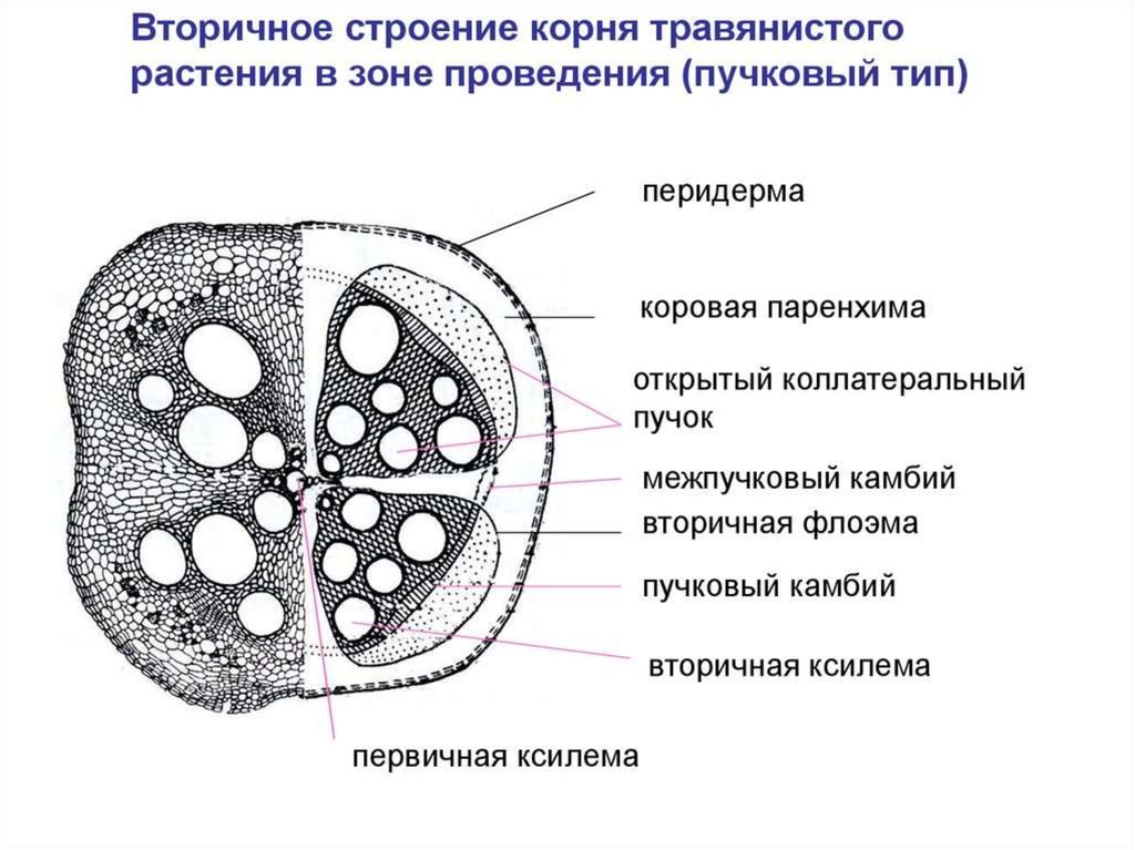 На рисунке изображено микроскопическое строение корня в какой из зон был сделан срез