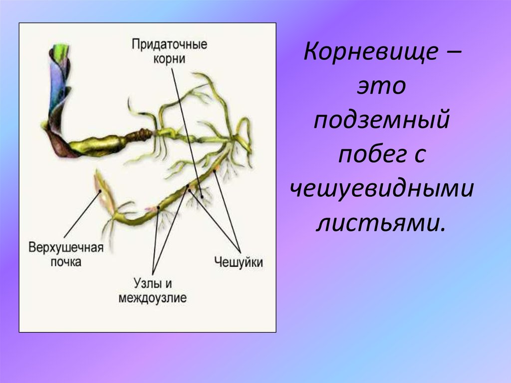 Корневище рисунок с подписями