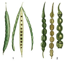 Плод стручок картинка