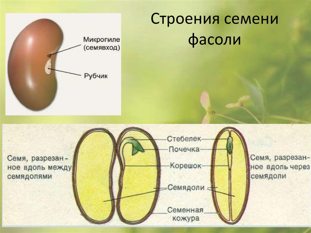 Рассмотрите рисунок определите структуры под цифрами 1 2 и 3 какие функции они выполняют