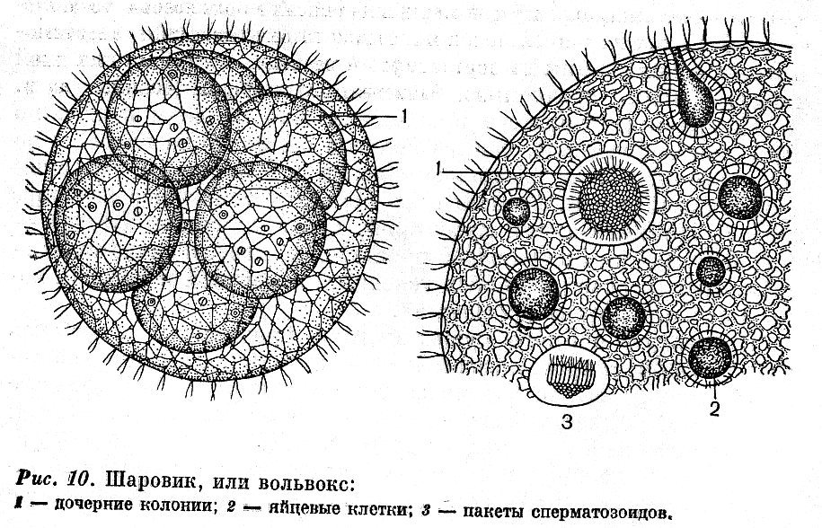 Вольвокс рисунок с подписями