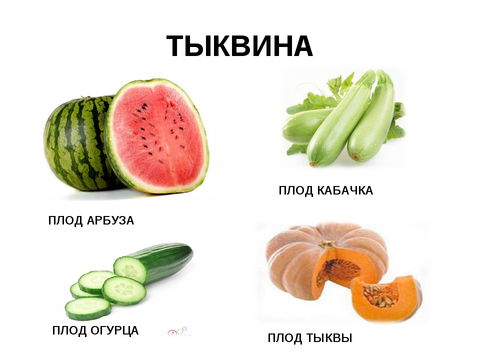 Рисунок тыквина биология