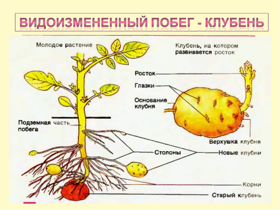 Что на рисунке обозначено буквами а и б какие функции выполняют обозначенные структуры картофель