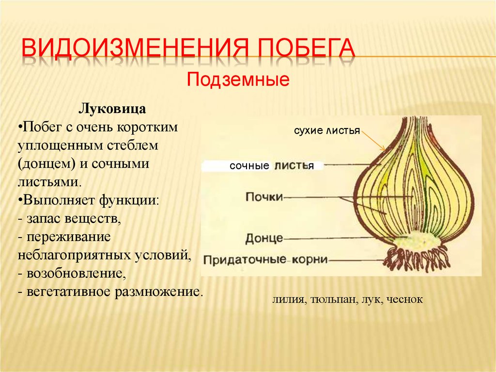 Установите какая часть у луковицы лука обозначена на рисунке буквой б