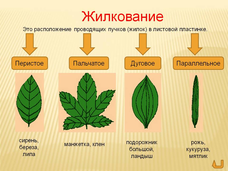 Виды ответов 6 класс презентация