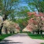 Рисунок профиля (Ольга Бесперстова)