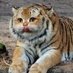 Рисунок профиля (Любовь Любовь)