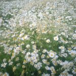 Рисунок профиля (Семён Мульганов)